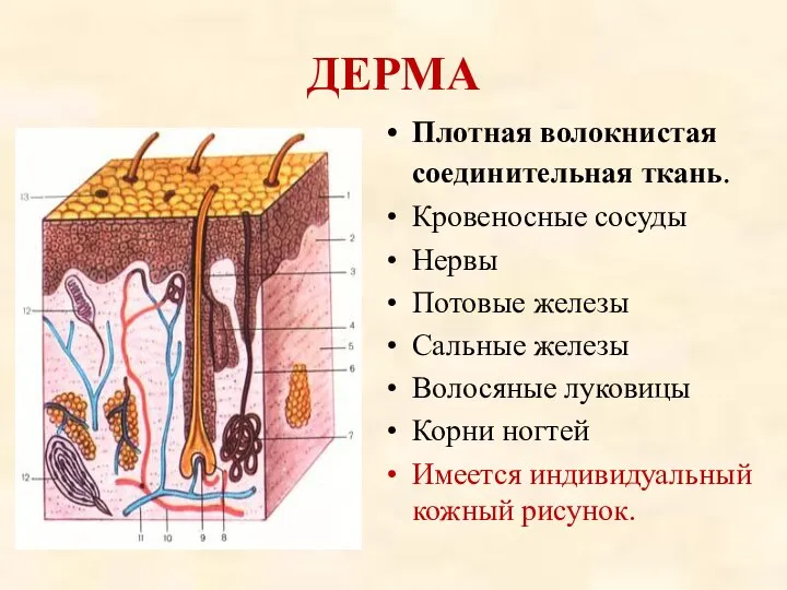 ДЕРМА Плотная волокнистая соединительная ткань. Кровеносные сосуды Нервы Потовые железы Сальные