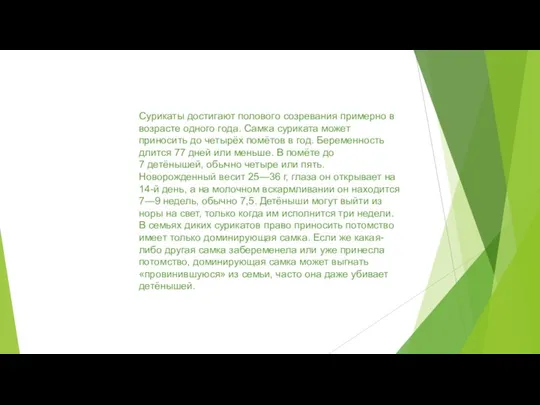 Сурикаты достигают полового созревания примерно в возрасте одного года. Самка суриката