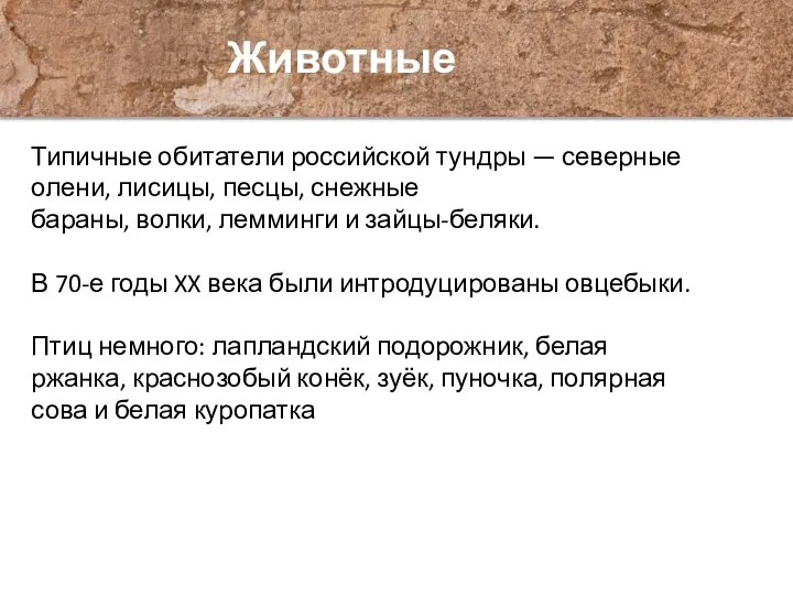 Типичные обитатели российской тундры — северные олени, лисицы, песцы, снежные бараны,