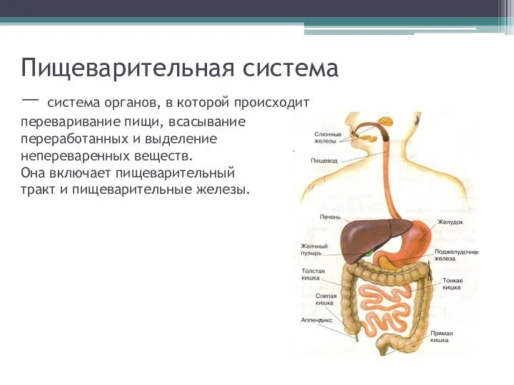 Пищеварительная система — система органов, в которой происходит переваривание пищи, всасывание