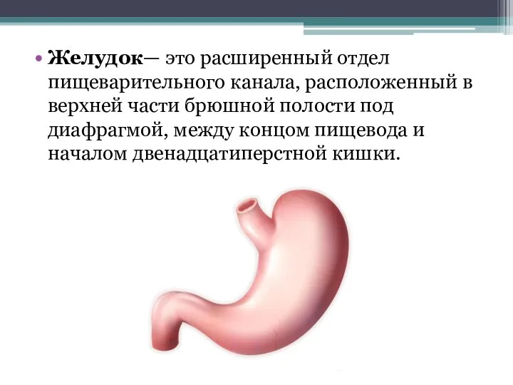 Желудок— это расширенный отдел пищеварительного канала, расположенный в верхней части брюшной