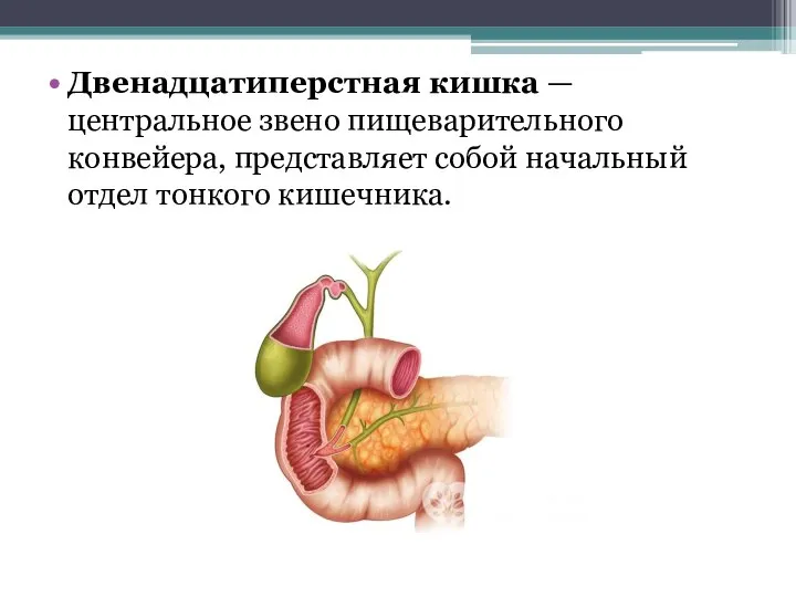 Двенадцатиперстная кишка — центральное звено пищеварительного конвейера, представляет собой начальный отдел тонкого кишечника.