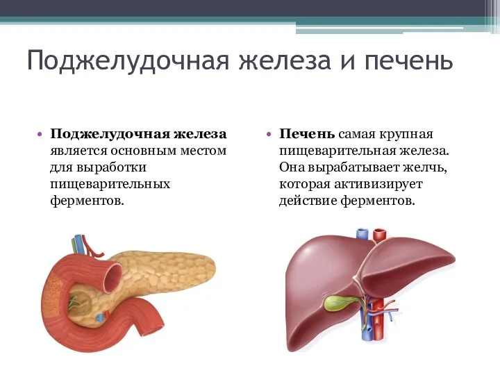 Поджелудочная железа и печень Поджелудочная железа является основным местом для выработки