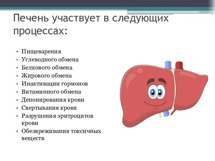 Печень участвует в следующих процессах: Пищеварения Углеводного обмена Белкового обмена Жирового