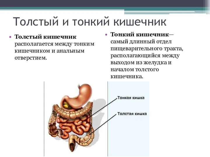 Толстый и тонкий кишечник Толстый кишечник располагается между тонким кишечником и