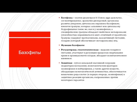 Базофилы Базофилы – клетки диаметром 8-10мкм, ядро дольчатое, сегментированное, хроматин дисперсный,