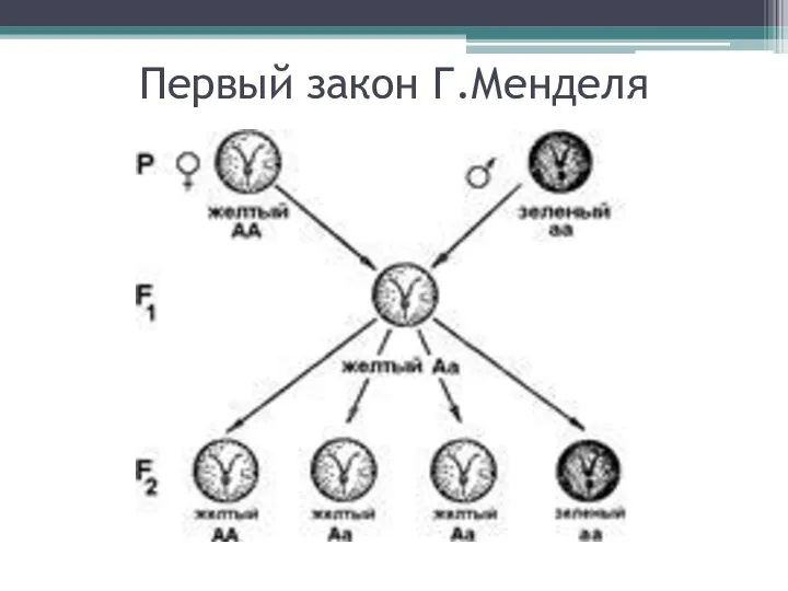 Первый закон Г.Менделя