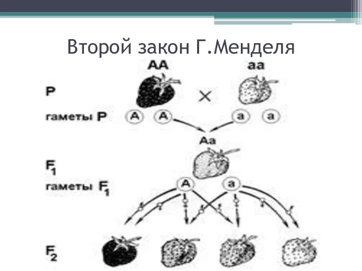 Второй закон Г.Менделя