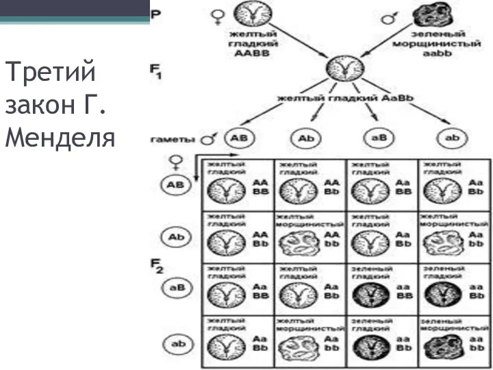 Третий закон Г.Менделя