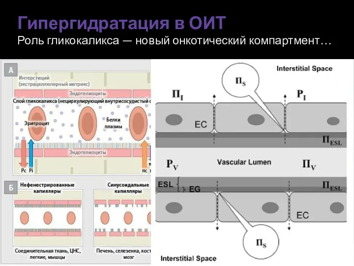 Гипергидратация в ОИТ Роль гликокаликса — новый онкотический компартмент…