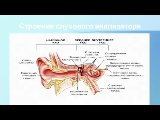 Строение слухового анализатора