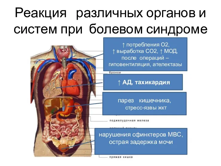 Реакция различных органов и систем при болевом синдроме ↑ АД, тахикардия