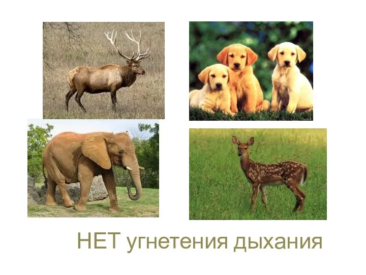 НЕТ угнетения дыхания