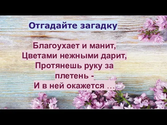 Благоухает и манит, Цветами нежными дарит, Протянешь руку за плетень -