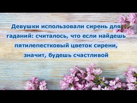 Девушки использовали сирень для гаданий: считалось, что если найдешь пятилепестковый цветок сирени, значит, будешь счастливой