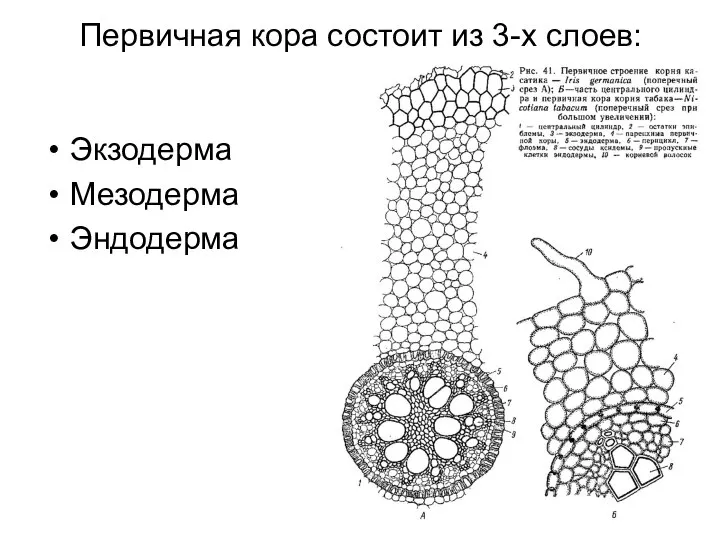 Первичная кора состоит из 3-х слоев: Экзодерма Мезодерма Эндодерма