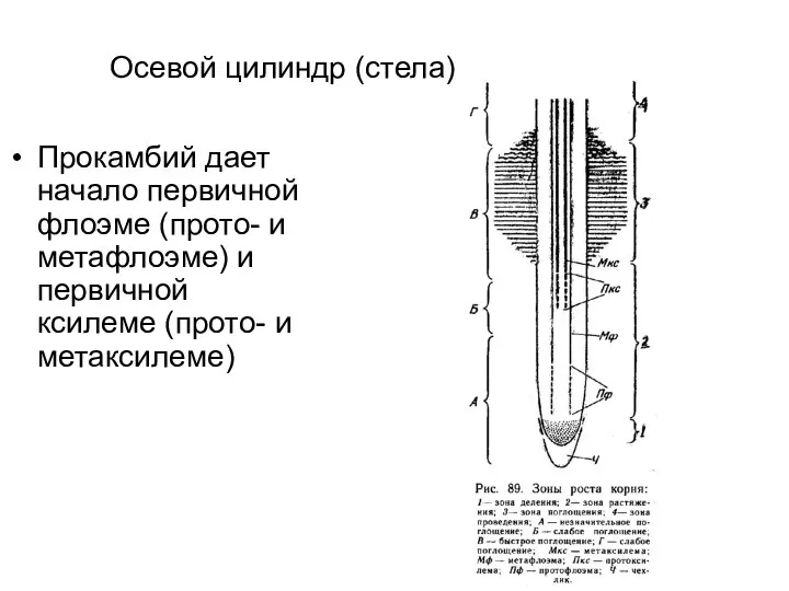 Осевой цилиндр (стела) Прокамбий дает начало первичной флоэме (прото- и метафлоэме)