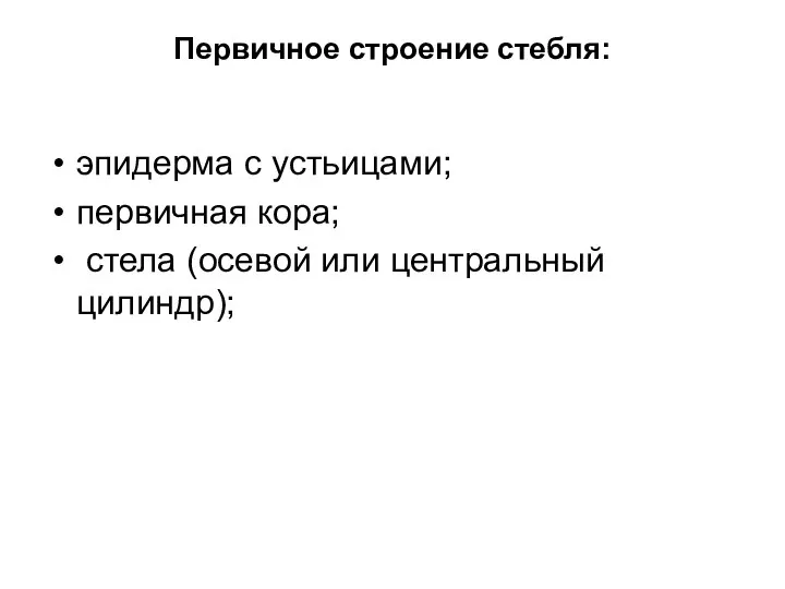 Первичное строение стебля: эпидерма с устьицами; первичная кора; стела (осевой или центральный цилиндр);