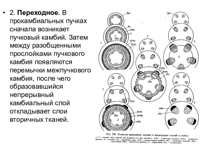 2. Переходное. В прокамбиальных пучках сначала возникает пучковый камбий. Затем между