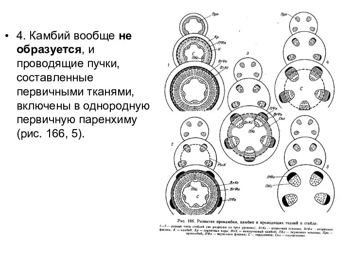 4. Камбий вообще не образуется, и проводящие пучки, составленные первичными тканями,