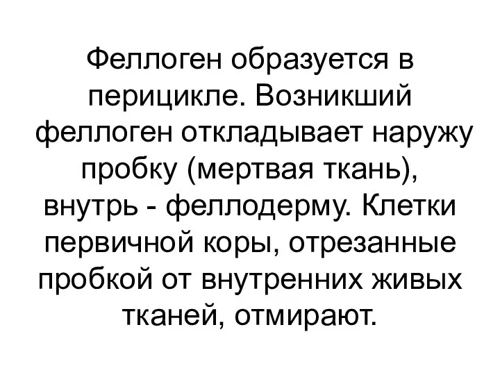 Феллоген образуется в перицикле. Возникший феллоген откладывает наружу пробку (мертвая ткань),