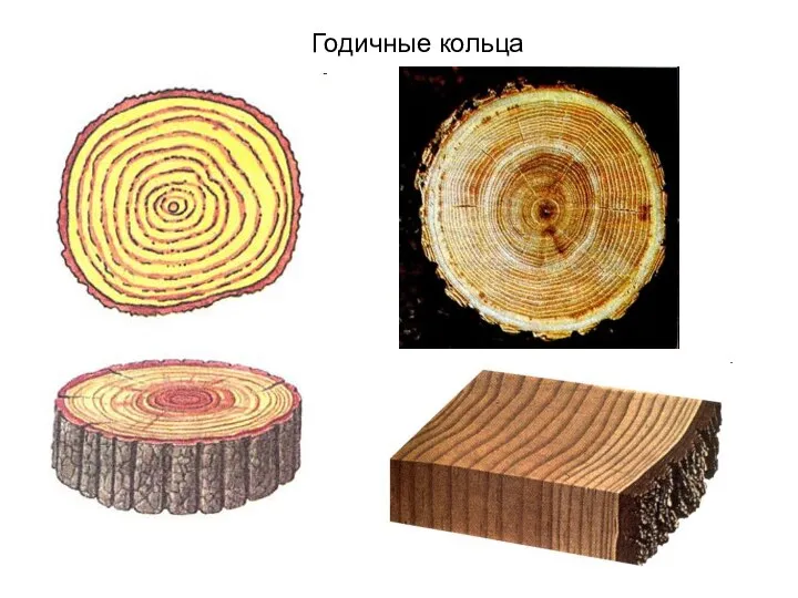 Годичные кольца