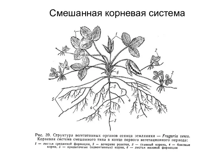 Смешанная корневая система