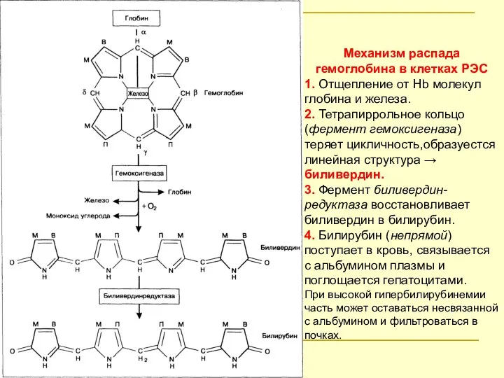 Механизм распада гемоглобина в клетках РЭС 1. Отщепление от Hb молекул