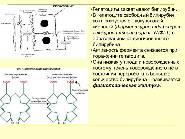 Гепатоциты захватывают билирубин. В гепатоците свободный билирубин конъюгируется с глюкуроновой кислотой