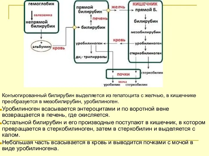 Конъюгированный билирубин выделяется из гепатоцита с желчью, в кишечнике преобразуется в