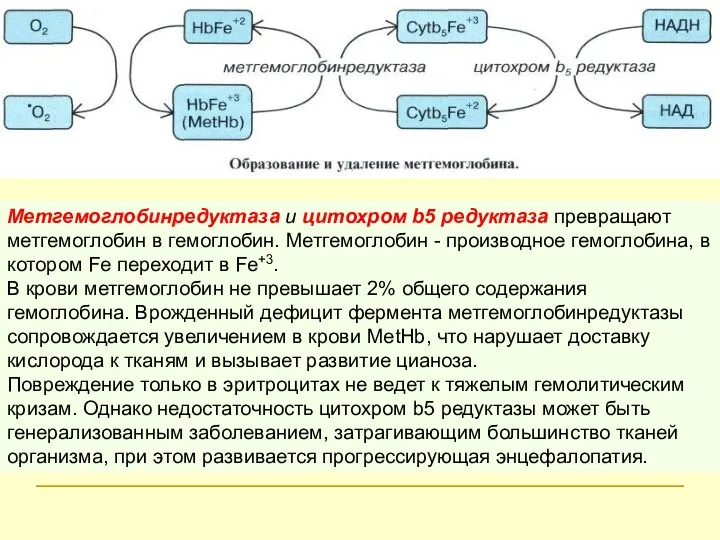 Метгемоглобинредуктаза и цитохром b5 редуктаза превращают метгемоглобин в гемоглобин. Метгемоглобин -