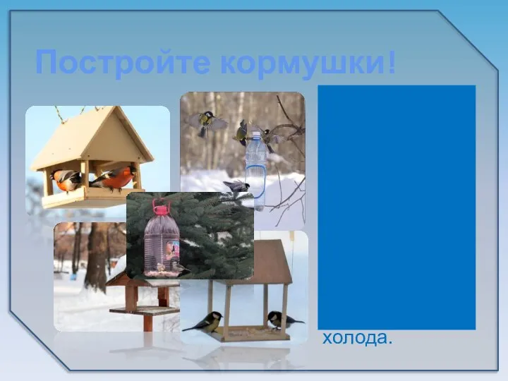 Постройте кормушки! В морозы птицы с радостью полакомятся кормом, оставленным людьми