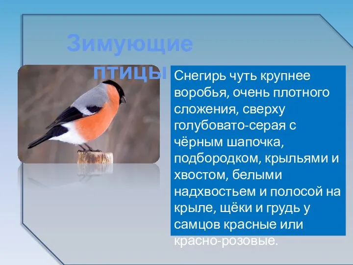 Снегирь чуть крупнее воробья, очень плотного сложения, сверху голубовато-серая с чёрным