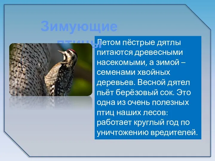 Летом пёстрые дятлы питаются древесными насекомыми, а зимой – семенами хвойных