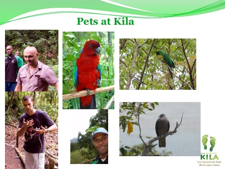 Pets at Kila