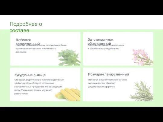 Подробнее о составе Обладает спазмолитическим, противомикробным, противовоспалительным и мочегонным действием Любисток