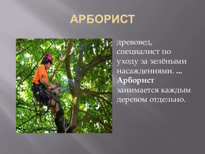 АРБОРИСТ древовед, специалист по уходу за зелёными насаждениями. ... Арборист занимается каждым деревом отдельно.