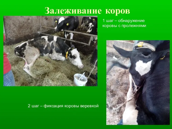Залеживание коров 1 шаг – обнаружение коровы с пролежнями 2 шаг – фиксация коровы веревкой