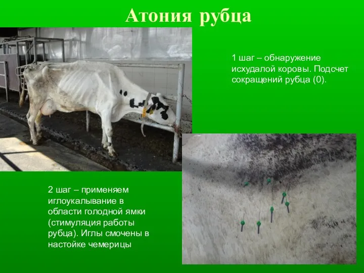 Атония рубца 1 шаг – обнаружение исхудалой коровы. Подсчет сокращений рубца