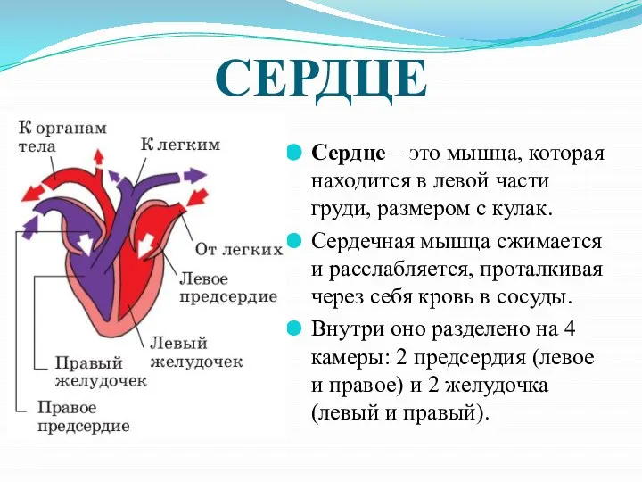 СЕРДЦЕ Сердце – это мышца, которая находится в левой части груди,