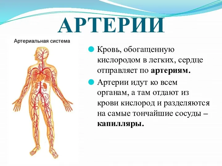 АРТЕРИИ Кровь, обогащенную кислородом в легких, сердце отправляет по артериям. Артерии