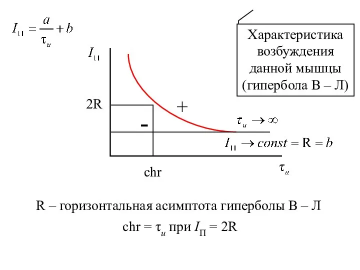 Характеристика возбуждения данной мышцы (гипербола В – Л) + - 2R