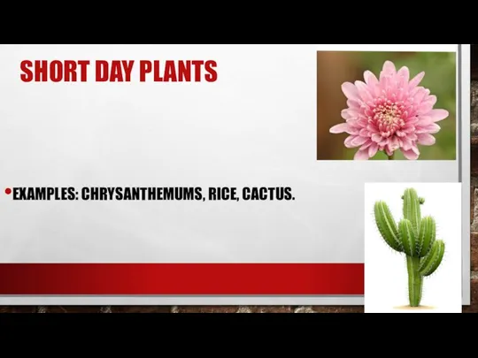 SHORT DAY PLANTS EXAMPLES: CHRYSANTHEMUMS, RICE, CACTUS.