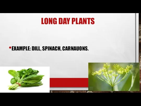 LONG DAY PLANTS EXAMPLE: DILL, SPINACH, CARNAUONS.