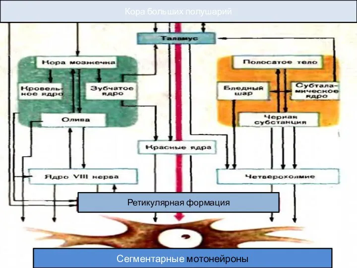 Кора больших полушарий Сегментарные мотонейроны Ретикулярная формация