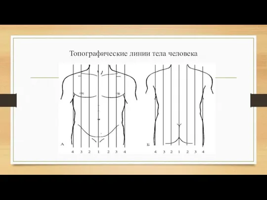 Топографические линии тела человека