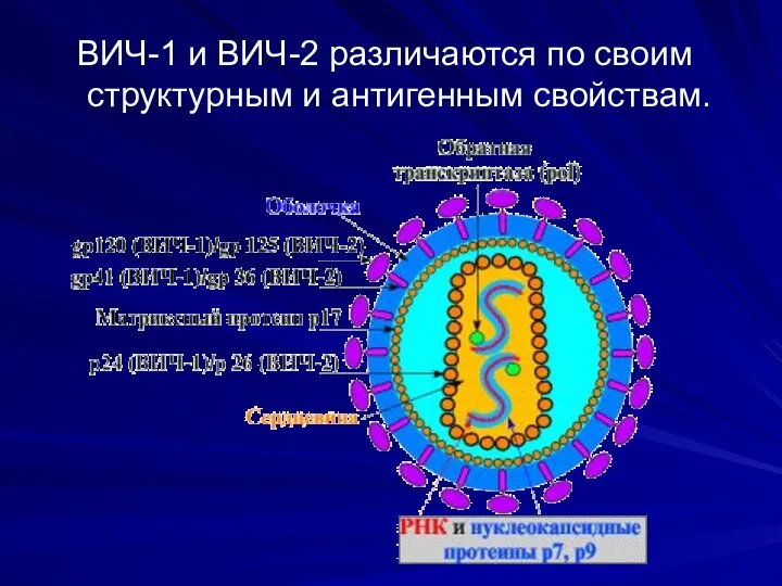 ВИЧ-1 и ВИЧ-2 различаются по своим структурным и антигенным свойствам.