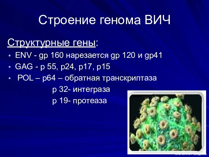 Строение генома ВИЧ Структурные гены: ENV - gp 160 нарезается gp