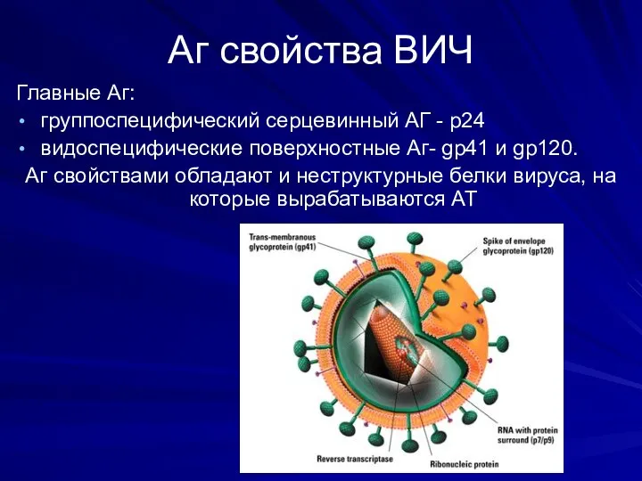 Аг свойства ВИЧ Главные Аг: группоcпецифический серцевинный АГ - р24 видоспецифические