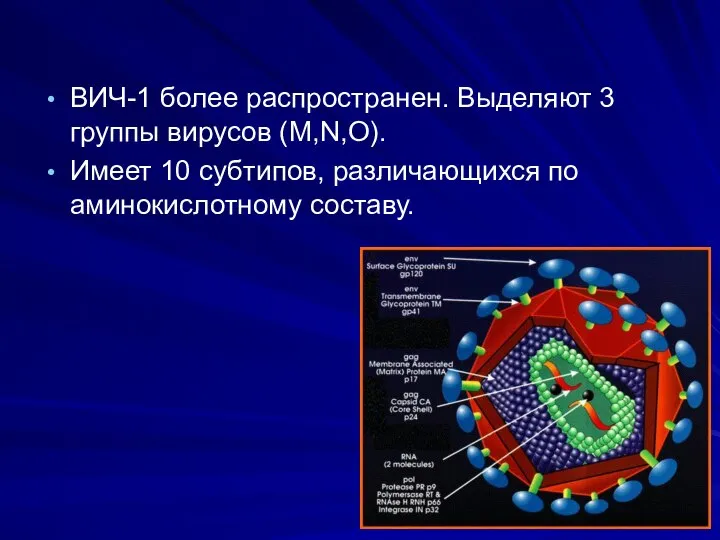 ВИЧ-1 более распространен. Выделяют 3 группы вирусов (M,N,O). Имеет 10 субтипов, различающихся по аминокислотному составу.